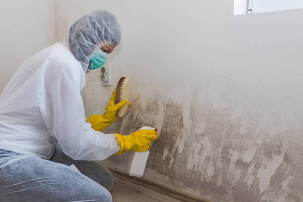 Best Professional Mold Removal  in Agler Estates, FL
